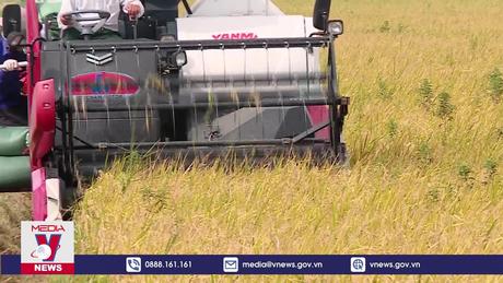 Xuất khẩu gạo Việt Nam đặt kỳ vọng kim ngạch 4,5 tỷ USD