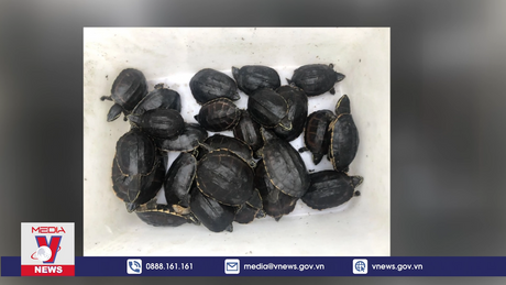 Bắt người đàn ông vận chuyển 41 cá thể rùa quý hiếm