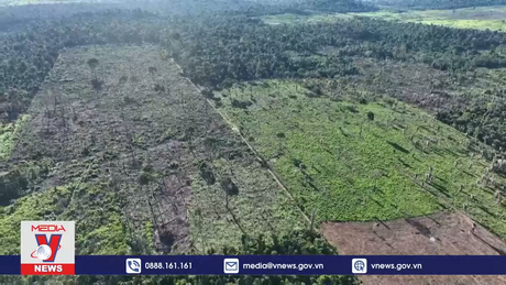 Diện tích rừng Amazon bị phá tại Brazil giảm 59%