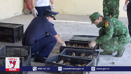 Lạng Sơn siết chặt biên giới ngăn gia cầm nhập lậu