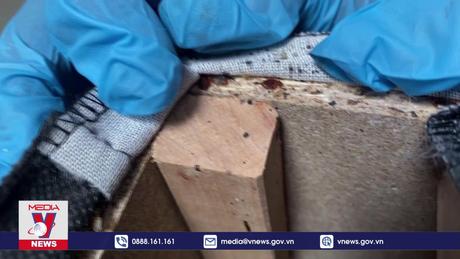 Pháp đóng cửa 7 trường học vì rệp hoành hành