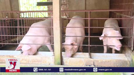Giá lợn hơi chạm đáy, người nuôi dừng tái đàn