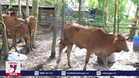 Đồng Tháp ngăn chặn dịch lở mồm long móng trên gia súc