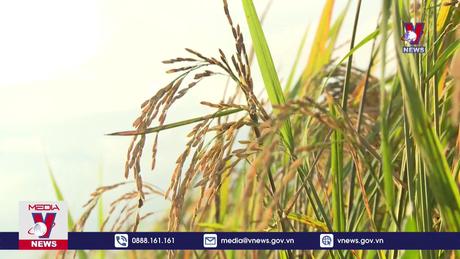 Nhiều quốc gia tăng mua gạo Việt 