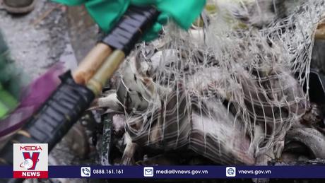 Cá chết nổi trắng hào thành Vinh, Nghệ An