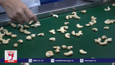 Xuất khẩu điều cuối năm trên đà khởi sắc 