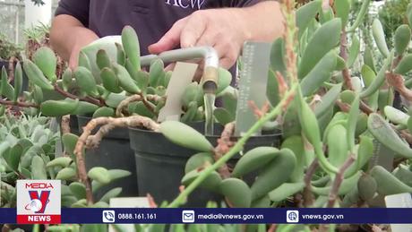 Thiếu nguồn dược liệu do thực vật tuyệt chủng