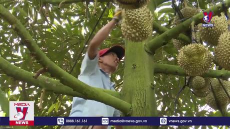 Hệ lụy từ hiện tượng tranh mua tranh bán sầu riêng 