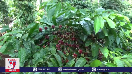 Nâng cao năng suất, giá trị kinh tế của cây cà phê và hồ tiêu