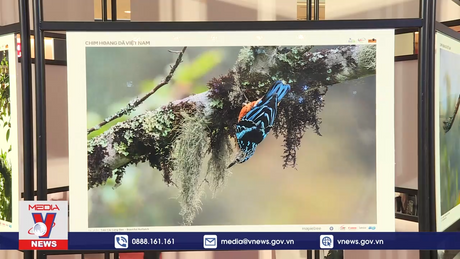 Triển lãm ảnh kêu gọi bảo vệ chim hoang dã Việt Nam