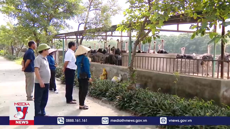 Nuôi đà điểu thành công để chia sẻ kinh nghiệm làm giàu cho bà con