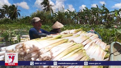 Độc đáo cây lộc trời ở vùng chiêm trũng Cà Mau