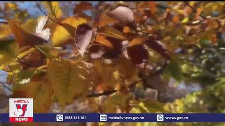 Những mùa thu “bạc màu” vì biến đổi khí hậu