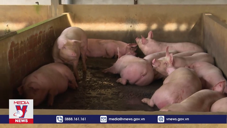 Lò giết mổ tập trung gây ô nhiễm môi trường