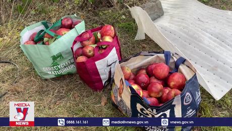 Thú vị hoạt động thu hoạch táo tại Bỉ