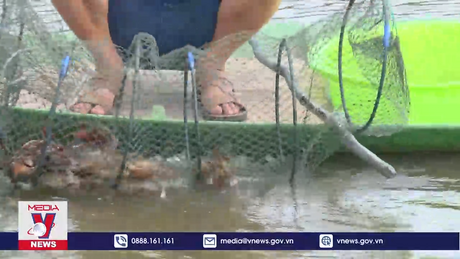 Kiên Giang: Nâng cao hiệu quả nuôi xen canh tôm - cua