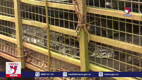 Người dân bắt được trăn đất 15 kg khi dọn nương rẫy