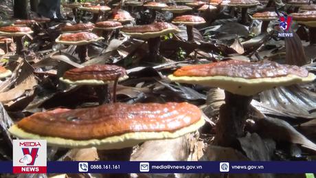 Mô hình trồng nấm Linh chi dưới tán rừng ở Đắk Lắk