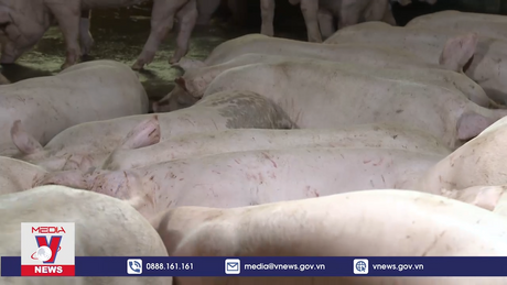 Khó xảy ra nguy cơ thiếu thịt lợn