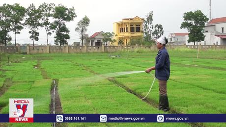 Ninh Bình chuyển đổi mạnh sản xuất lúa theo hướng hữu cơ