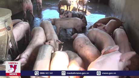 Đồng Nai phạt 6 tỷ đồng cơ sở chăn nuôi vi phạm môi trường