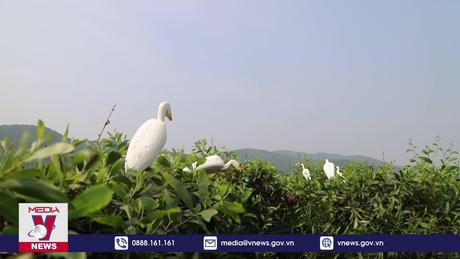 Xử lý nạn săn bắt, bẫy chim di cư, chim hoang dã