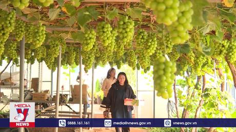 Thăm vùng trồng nho Songsan nổi tiếng xứ Hàn