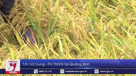 Mưa dông, lốc xoáy khiến nhiều diện tích lúa Đông Xuân sắp thu hoạch hư hại