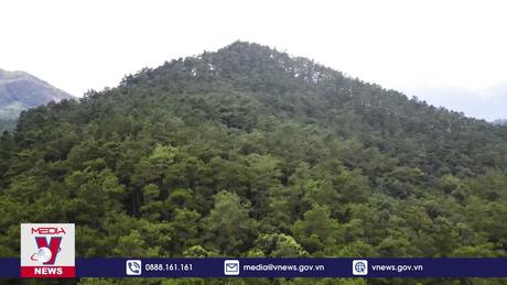 Yên Bái bảo tồn cây Pơ Mu trong tự nhiên