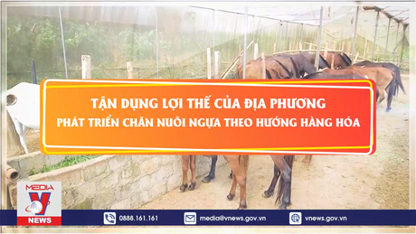 Chuyện làng - Chuyện bản [Tập 6]: Tận dụng lợi thế địa phương phát triển chăn nuôi ngựa theo hướng hàng hoá