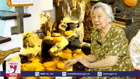 Cụ bà 90 tuổi nuôi cá cảnh tặng người dân phòng dịch sốt xuất huyết