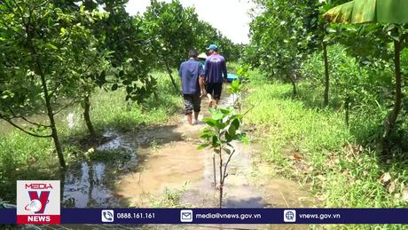 Nhiều diện tích ruộng, vườn bị ngập vì trạm bơm thoát nước chậm