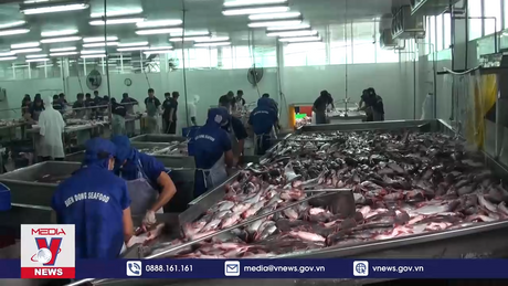 Ngành cá tra có thể phục hồi trong năm 2024