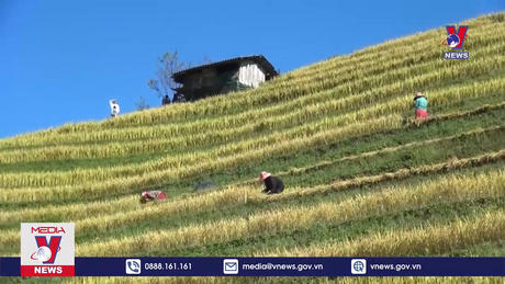 Mùa vàng ở vùng cao Bắc Yên
