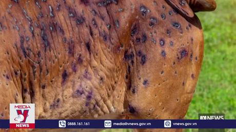 Thêm ca mắc viêm da nổi cục ở bò tại Hàn Quốc