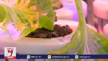 Công nghệ trồng rau ngoài không gian