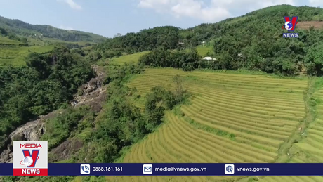 Sắc vàng trên các thửa ruộng bậc thang Miền Đồi 