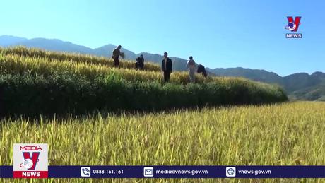 Mùa vàng ở vùng cao Bắc Yên 