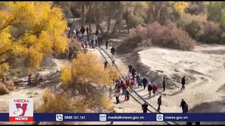 Cảnh sắc vạn mẫu rừng hồ dương Tarim