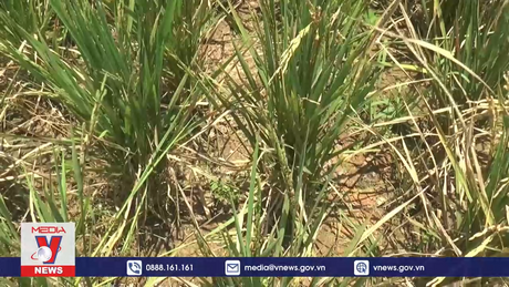 Đảo Bali, Indonesia thiệt hại nặng do hạn hán