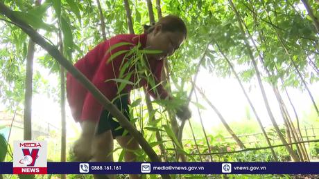 Sức sống cây tràm trên vùng đất Hậu Giang