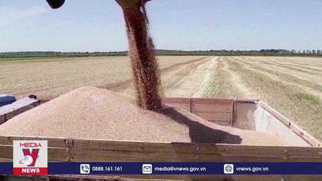 Ukraine xuất khẩu 700.000 tấn ngũ cốc qua hành lang mới