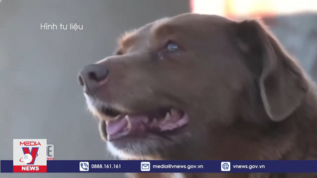 Chú chó nhiều tuổi nhất thế giới qua đời