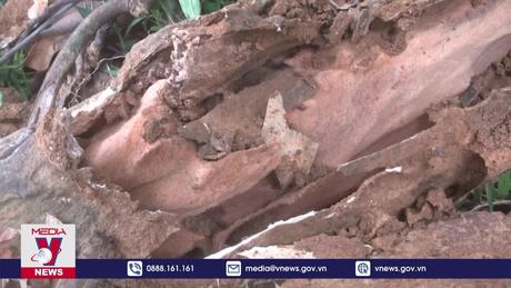 Cây xanh ở Khu di tích Quốc gia đặc biệt đền Bà Triệu bị mối xâm hại