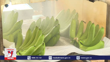 Giữ mã số vùng trồng giúp thúc đẩy xuất khẩu