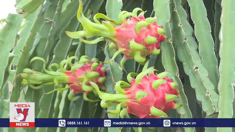 Thiệt đơn, thiệt kép khi bị thu hồi mã số vùng trồng