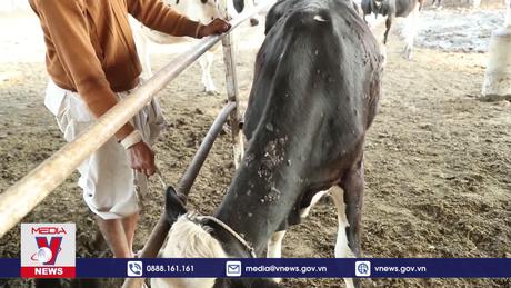 Hàn Quốc thúc đẩy tiêm phòng bệnh viêm da nổi cục