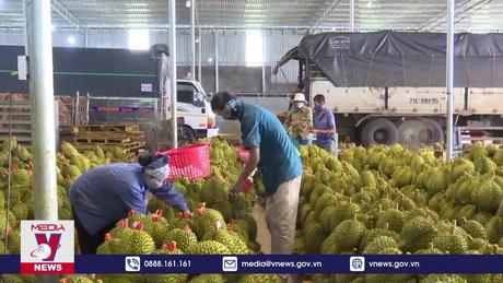 Xuất khẩu sầu riêng 9 tháng đem về 1,63 tỉ USD