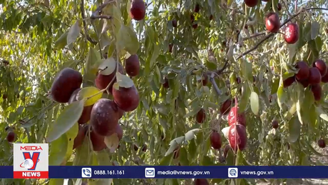 Làm giàu từ cây táo đỏ ở Tân Cương