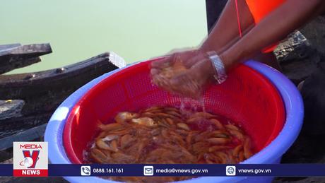 Tây Ninh phục hồi nguồn lợi thuỷ sản hồ Dầu Tiếng